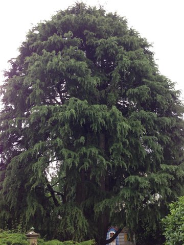 Hymalaian Cedar in Sangano (IT)