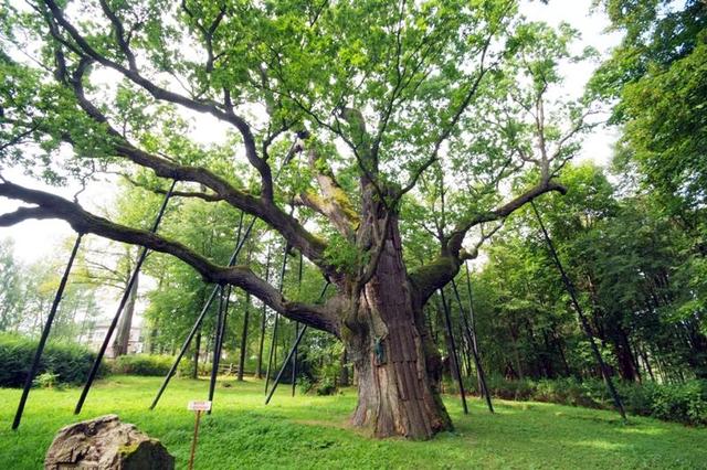 Oak Bartek in Poland