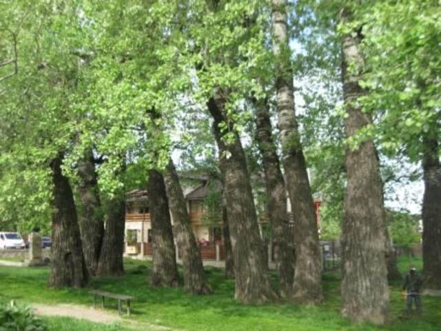 Popplers in Romania-Iasi