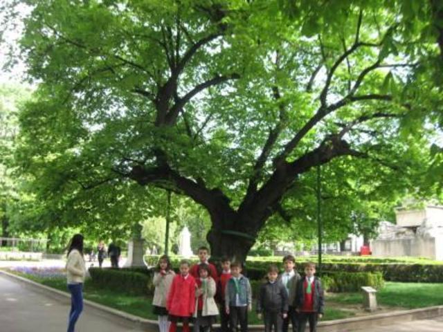 Linden tree in Romania- Iasi