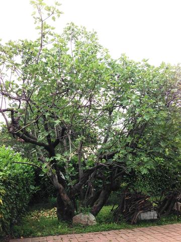 Fig tree in Sangano (IT)