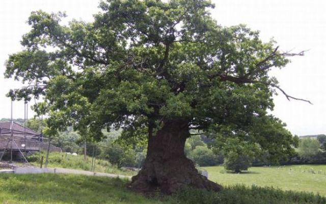 Oak tree in Romania- Valcea