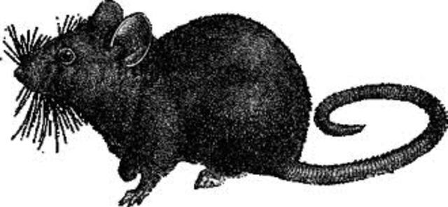 How the Black Death transfer