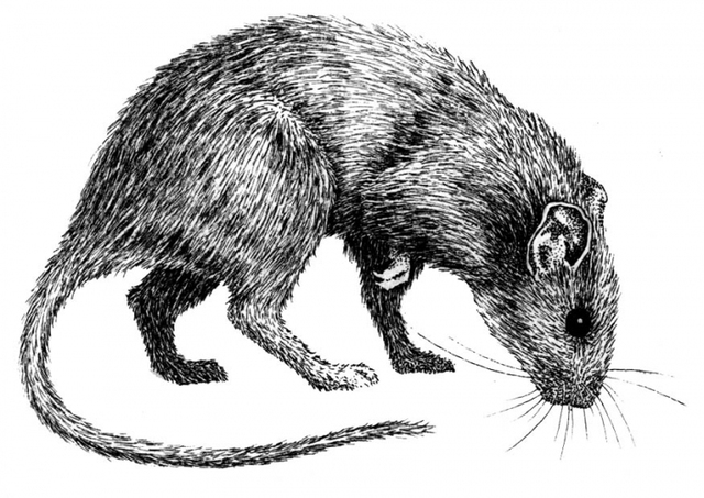 Black Death Rat Flea Findings