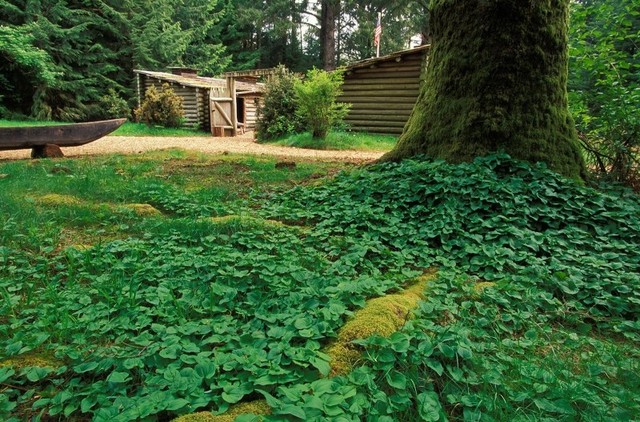 The expedition builds Fort Clatsop oupost