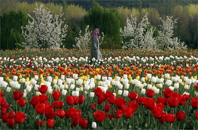 Se Publica Primavera Indiana