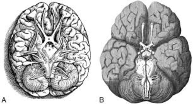 "DE anima brutorum" de Thomas Willis