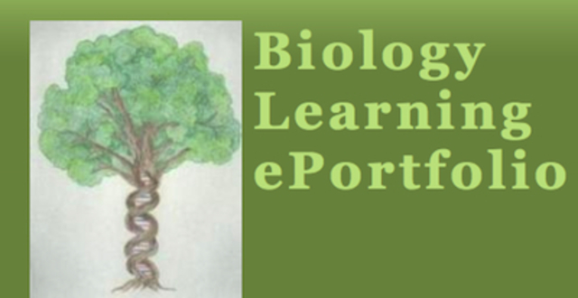 Introduction to Portfolio