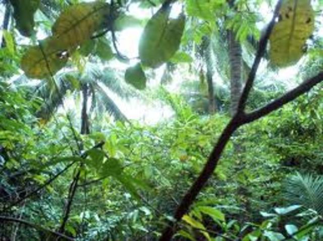 Move Somewhere Tropical