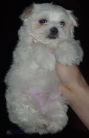 Llegada de Chiquita a mi Casa