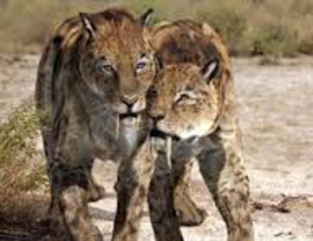 Comportement social du smilodon