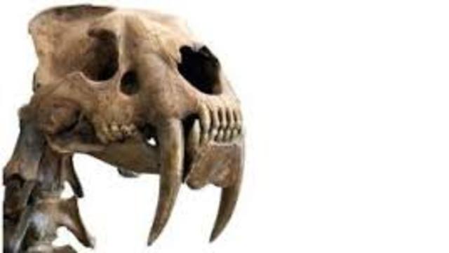 Machoire du smilodon