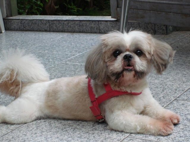 I got my first dog, Lucca!