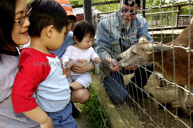 Cognitive: Play Years