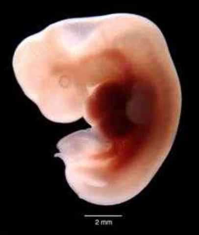 The Embryonic Stage