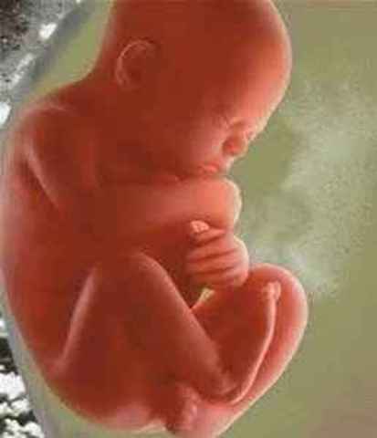 The Fetal Stage