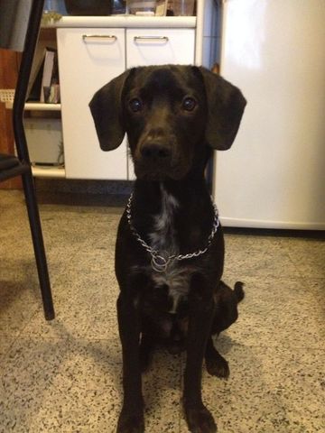 i  won a dog. his name is Thor.