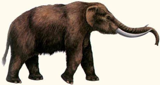 Mastodont