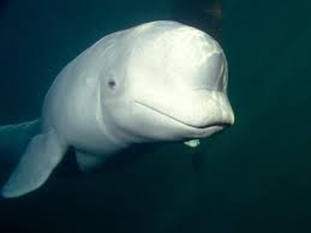 Beluga Wale