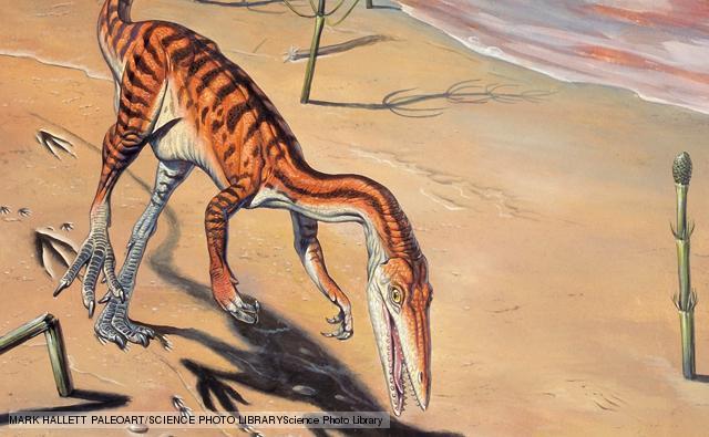 coelophysis