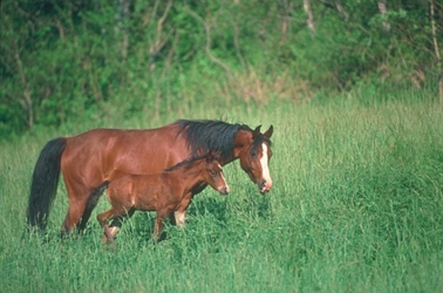 horses tamed