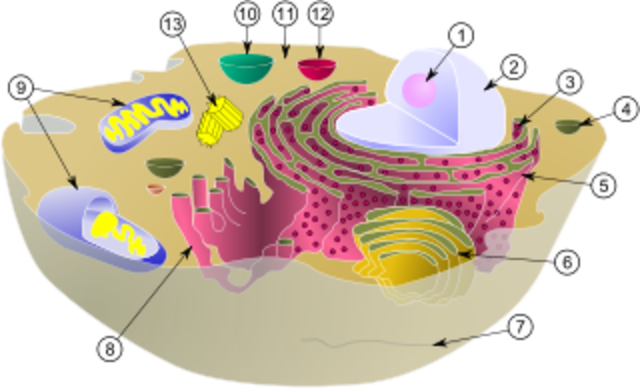 Orígen de la organización celular