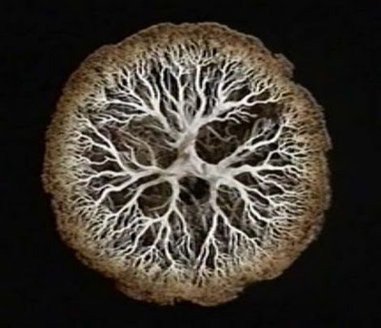 Organizacion Celular