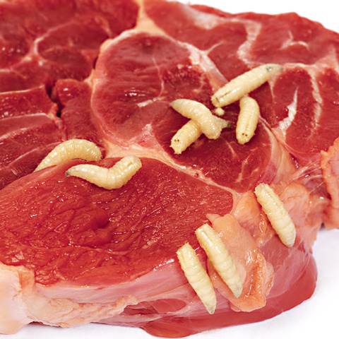 GENERACIÓN ESPONTÁNEA (IV A.C.)