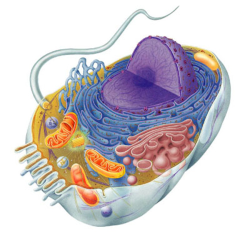 Origen de la organización celular.
