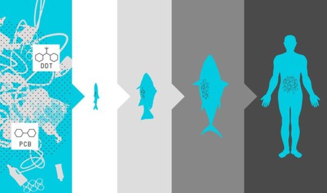 What happened after entering the food chain