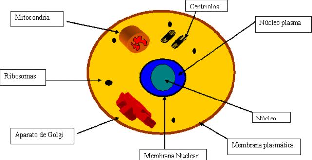organizacion celular