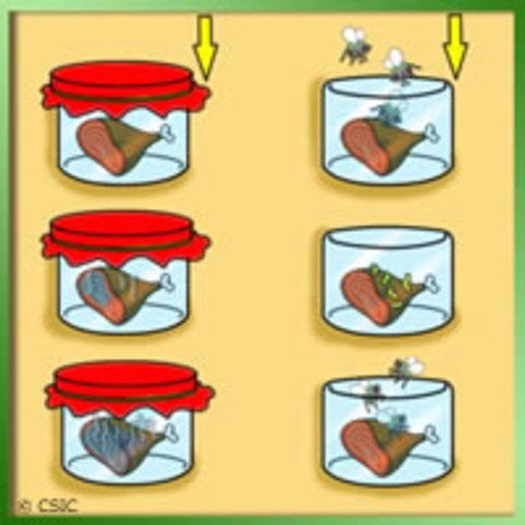 Teoría de la generación espontánea (Siglo IV A.C.)