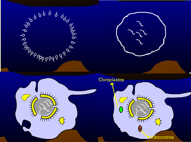 ORIGEN DE LA ORGANIZACION CELULAR.