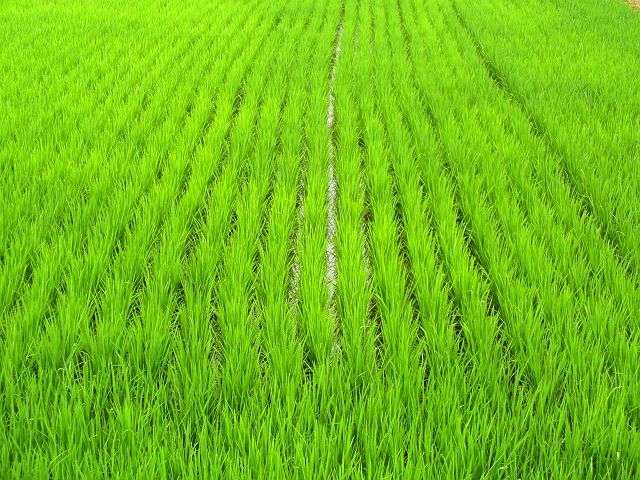 Royal Hilltribe Projects