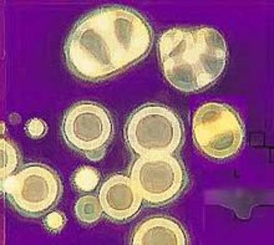 Precursores Organicos