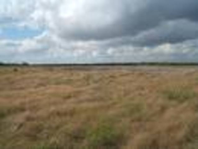 Battle at Palmito Ranch