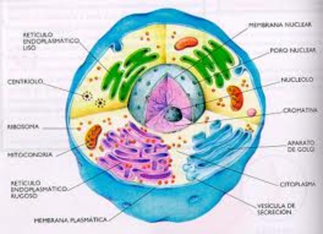 ORIGEN DE LA ORGANIZACIÓN CELULAR