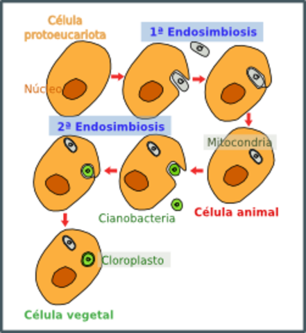 ORIGEN DE LA ORGANIZACION CELULAR