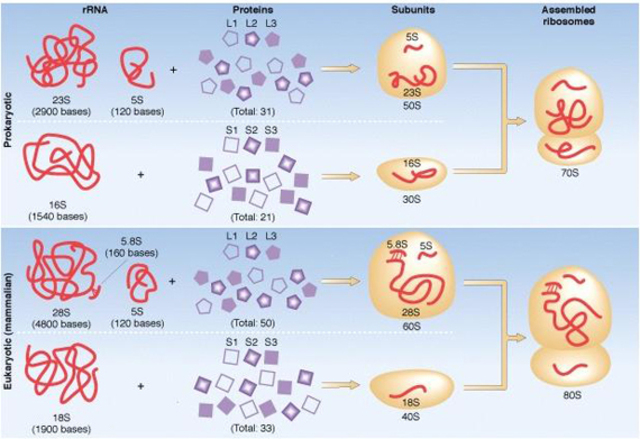 ORIGEN DE LA ORGANIZACION CELULAR