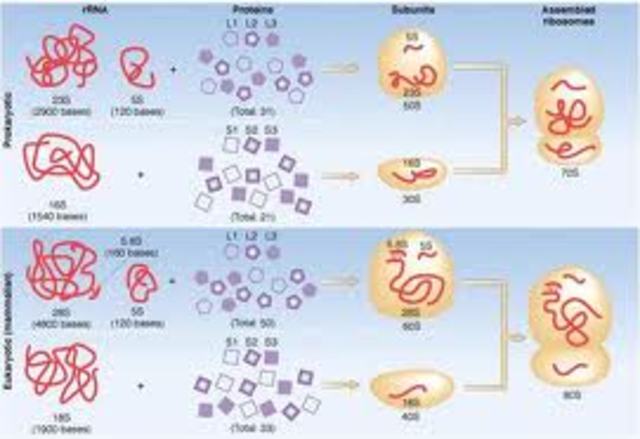 ORIGEN DE LA ORGANIZACION CELULAR