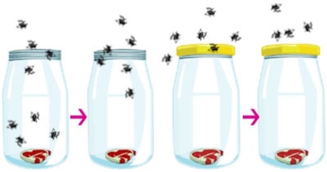 Experimento de Francesco Redi