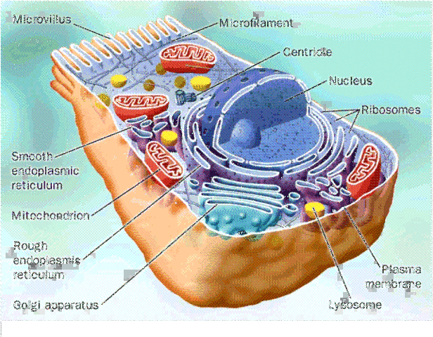 Origen de la organización celular