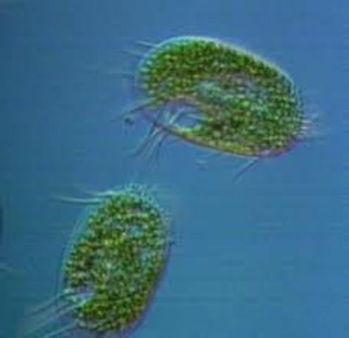 Organizacion celular