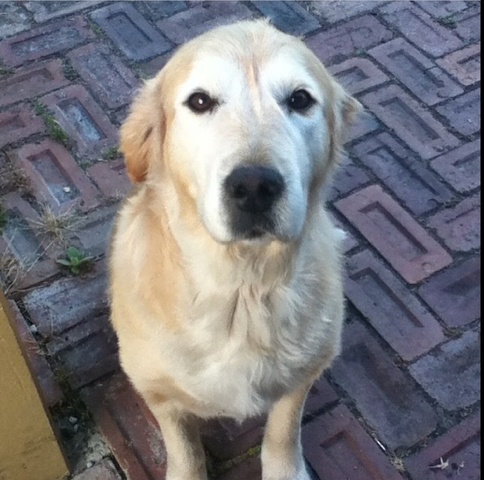 Got my dog (scarlett)