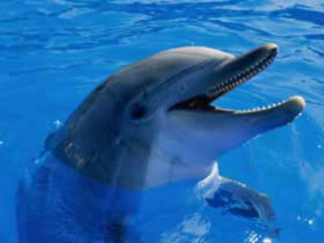 Expansión de Negocios