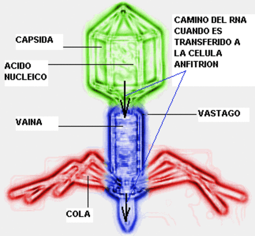 1991 LA FIEBRE DE LOS VIRUS