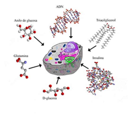 ORIGEN DE LA BIOMOLECULAR