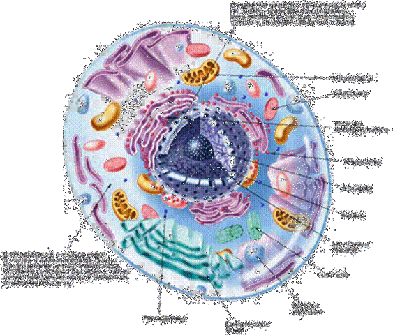 ORIGEN DE LA ORGANIZACIÓN CELULAR