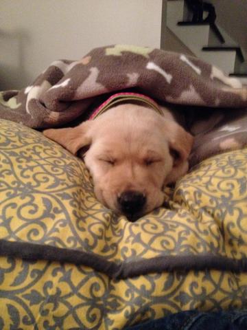 Puppy (Cognitive and Psychosocial)