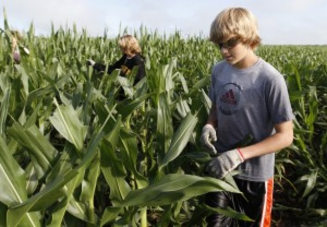 Adolescence - First Job